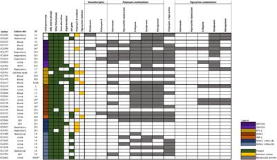 In vitro Bactericidal Activities of Combination Antibiotic Therapies Against Carbapenem-Resistant Klebsiella pneumoniae With Different Carbapenemases and Sequence Types